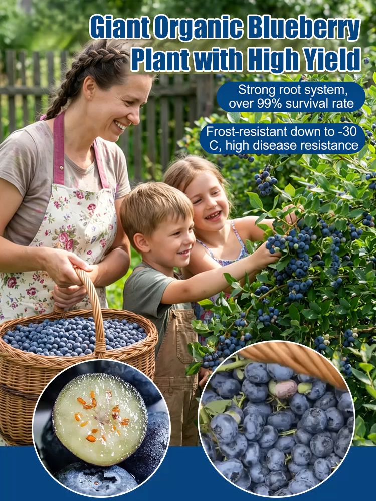 Mosel Premium Giant Blueberry 🫐 | Harvest as early as June | Hardy to -30°C | XXL yield up to 10kg per plant 🌱 100% organic