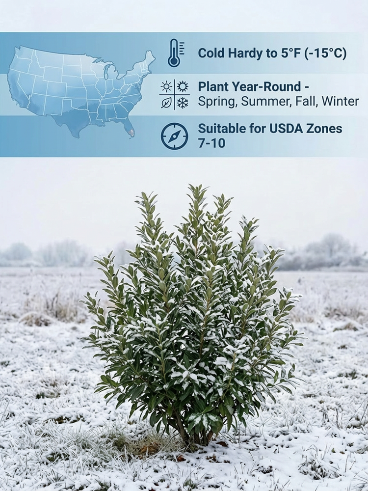 High-yielding, crystal-clear white peach myrtle seedlings 📈 The tree bears fruit in its first year, with a single tree yielding up to 5 kg per year. It can be harvested twice annually, making it very efficient.