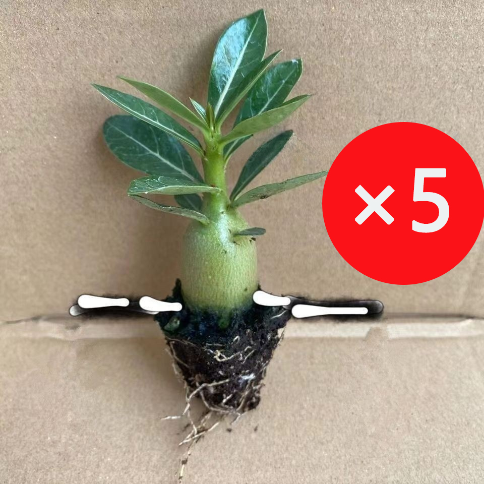 【Mit Wasser gedeiht es 100 Jahre】Wüstenrosen-Zwiebelblume Keine Pflege