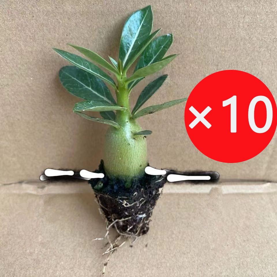 【Mit Wasser gedeiht es 100 Jahre】Wüstenrosen-Zwiebelblume Keine Pflege