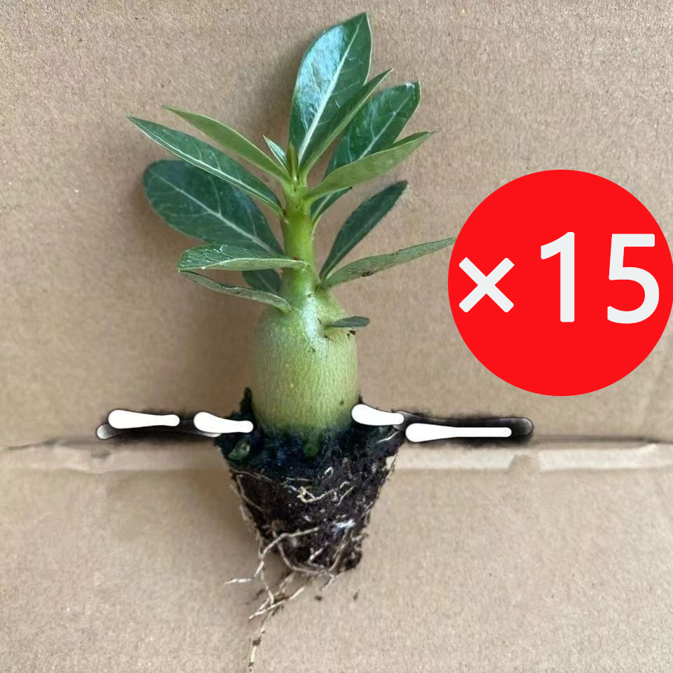 【Mit Wasser gedeiht es 100 Jahre】Wüstenrosen-Zwiebelblume Keine Pflege