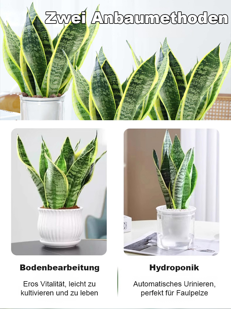 【Luftreinigung und Schlafverbesserung】Pflegeleichte und trockenheitsresistente Sansevieria-Pflanze