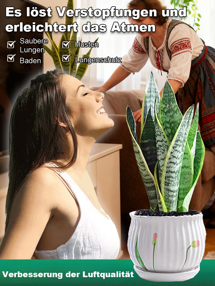 【Luftreinigung und Schlafverbesserung】Pflegeleichte und trockenheitsresistente Sansevieria-Pflanze