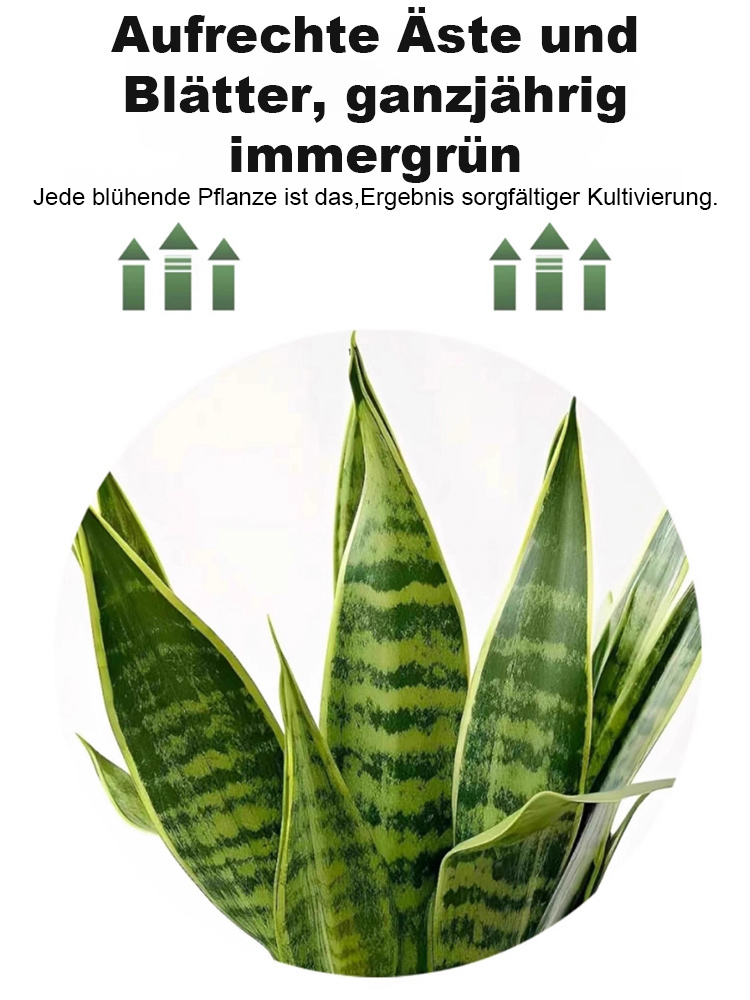 【Luftreinigung und Schlafverbesserung】Pflegeleichte und trockenheitsresistente Sansevieria-Pflanze