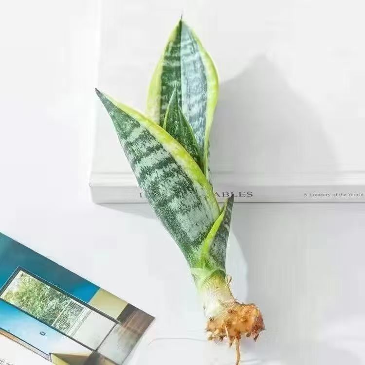 【Luftreinigung und Schlafverbesserung】Pflegeleichte und trockenheitsresistente Sansevieria-Pflanze