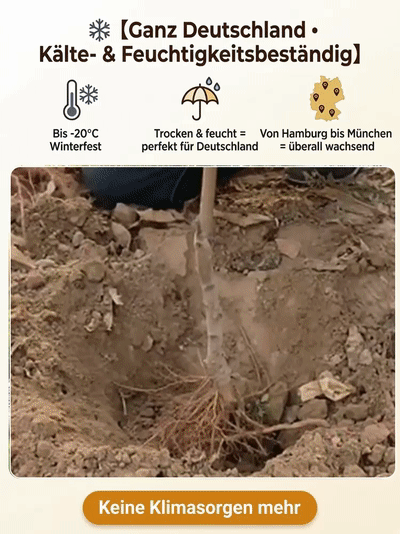 Robuste rote Pfirsichsetzlinge – Pflegeleicht & Winterhart