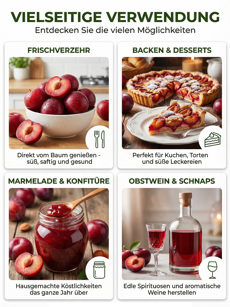 Australische Zucker-Rotpflaume | Kernlos & sehr süß Überlebensgarantie – Geld zurück bei Nicht-Anwachsen!