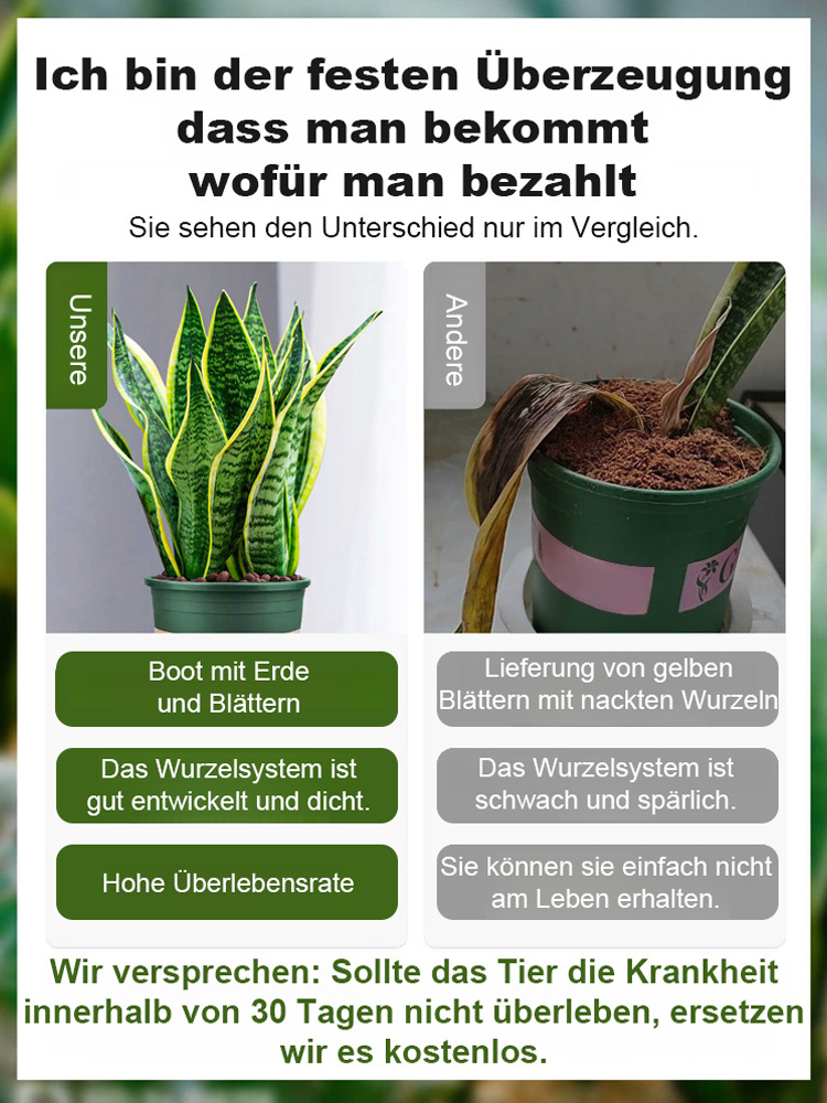 【Luftreinigung und Schlafverbesserung】Pflegeleichte und trockenheitsresistente Sansevieria-Pflanze