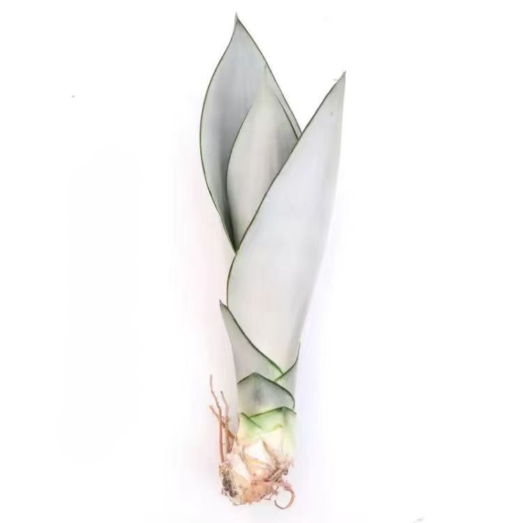 【Luftreinigung und Schlafverbesserung】Pflegeleichte und trockenheitsresistente Sansevieria-Pflanze