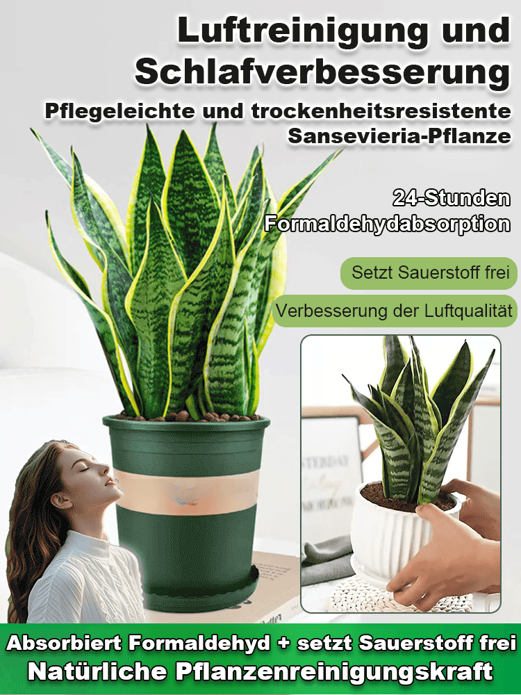 【Luftreinigung und Schlafverbesserung】Pflegeleichte und trockenheitsresistente Sansevieria-Pflanze