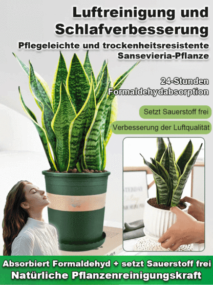 【Luftreinigung und Schlafverbesserung】Pflegeleichte und trockenheitsresistente Sansevieria-Pflanze