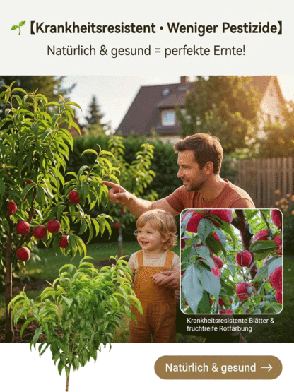 Robuste rote Pfirsichsetzlinge – Pflegeleicht & Winterhart