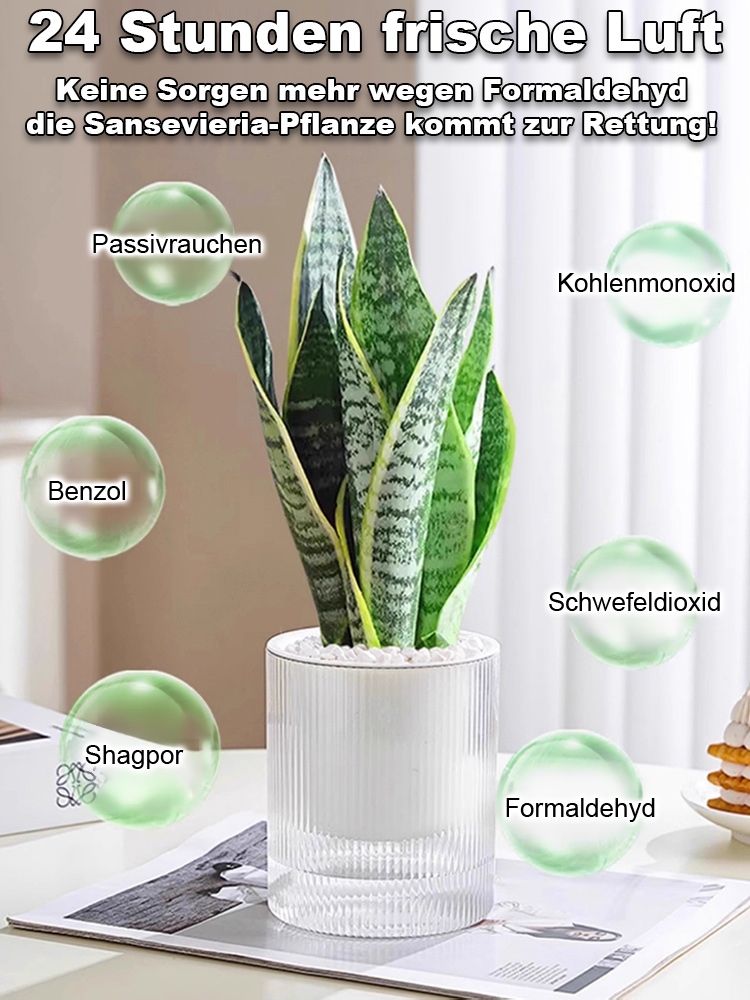 【Luftreinigung und Schlafverbesserung】Pflegeleichte und trockenheitsresistente Sansevieria-Pflanze