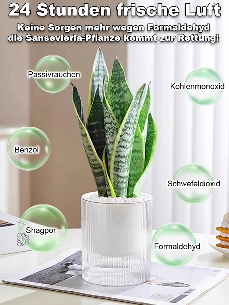【Luftreinigung und Schlafverbesserung】Pflegeleichte und trockenheitsresistente Sansevieria-Pflanze