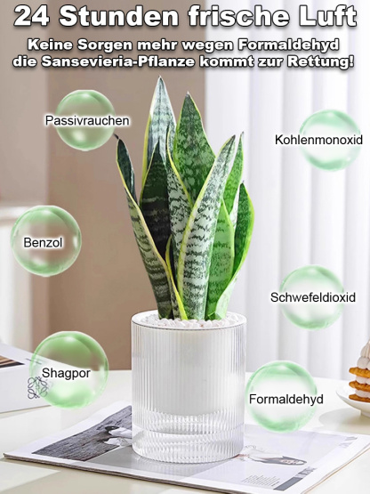 【Luftreinigung und Schlafverbesserung】Pflegeleichte und trockenheitsresistente Sansevieria-Pflanze