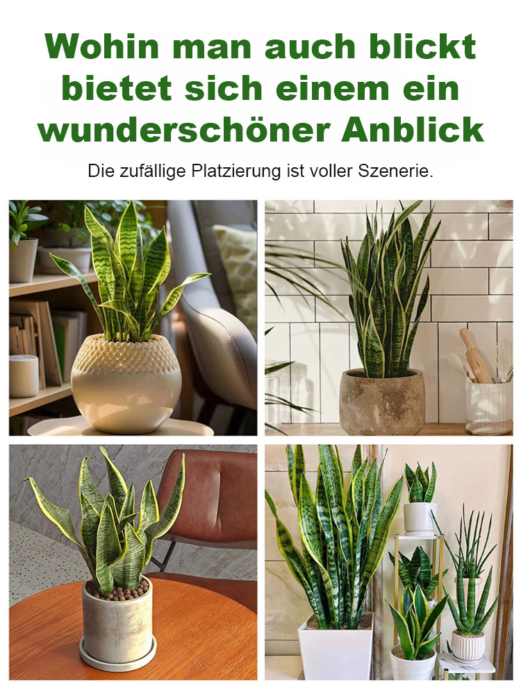 【Luftreinigung und Schlafverbesserung】Pflegeleichte und trockenheitsresistente Sansevieria-Pflanze