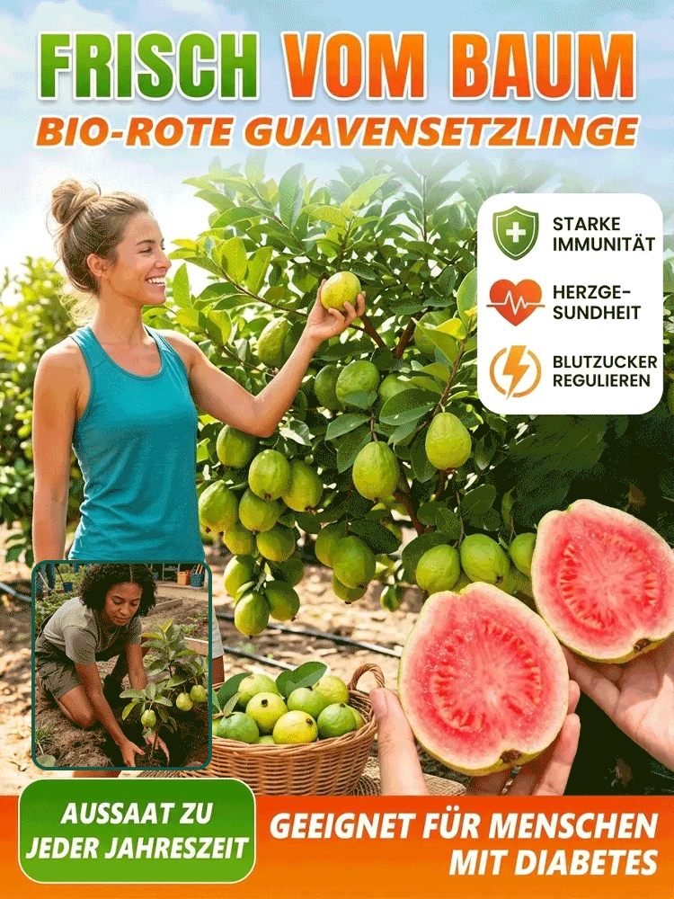 [Vitamin-C-Bombe] Bio Rote Herz-Guave – Premium-Setzling mit EU-Pflanzenpass