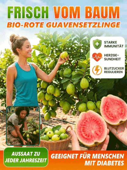 [Vitamin-C-Bombe] Bio Rote Herz-Guave – Premium-Setzling mit EU-Pflanzenpass