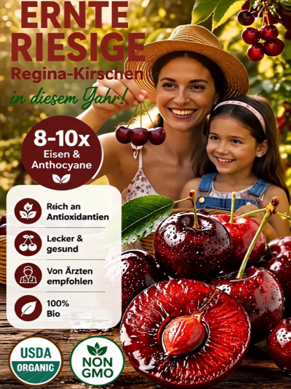 Chilenischer selbstbestäubender Kirschbaum‑Setzling – Winterhart, auch für Töpfe! Schon im Juli Früchte ernten