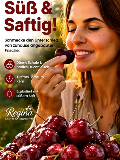Chilenischer selbstbestäubender Kirschbaum‑Setzling – Winterhart, auch für Töpfe! Schon im Juli Früchte ernten