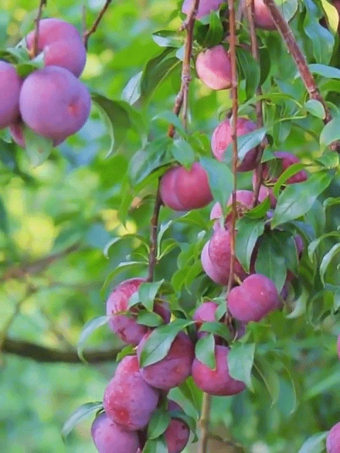 Australische Zucker-Rotpflaume | Kernlos & sehr süß Überlebensgarantie – Geld zurück bei Nicht-Anwachsen!