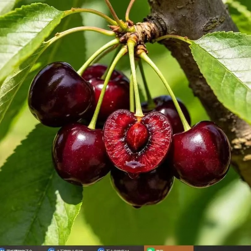 Chilenischer selbstbestäubender Kirschbaum‑Setzling – Winterhart, auch für Töpfe! Schon im Juli Früchte ernten
