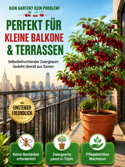 Chilenischer selbstbestäubender Kirschbaum‑Setzling – Winterhart, auch für Töpfe! Schon im Juli Früchte ernten