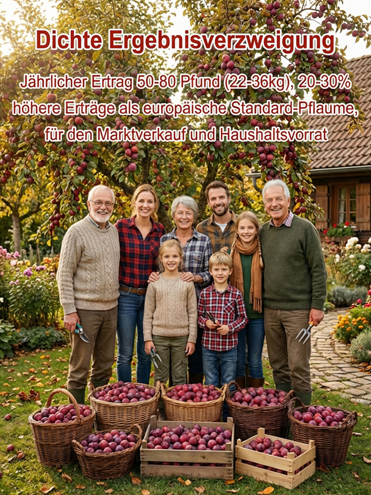 Australische Zucker-Rotpflaume | Kernlos & sehr süß Überlebensgarantie – Geld zurück bei Nicht-Anwachsen!