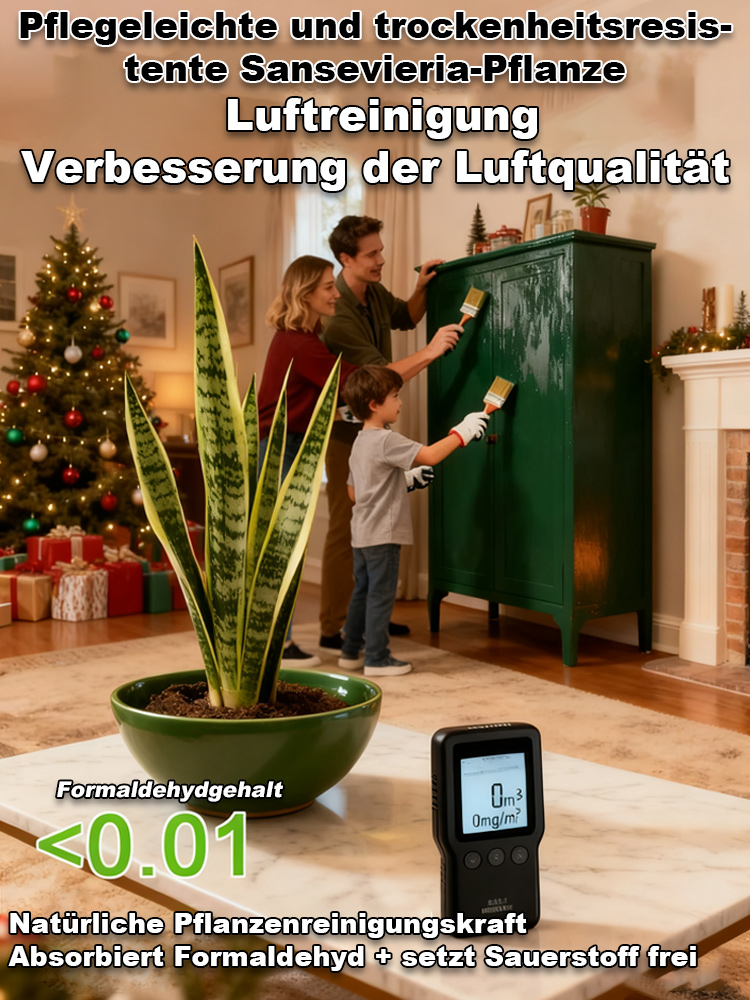 【Luftreinigung und Schlafverbesserung】Pflegeleichte und trockenheitsresistente Sansevieria-Pflanze