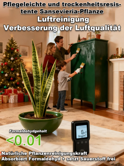 【Luftreinigung und Schlafverbesserung】Pflegeleichte und trockenheitsresistente Sansevieria-Pflanze