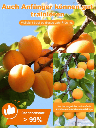 Kaiserliche gelbe Aprikose als Glücksbringer Leicht anzubauen, 99% Überlebensrate