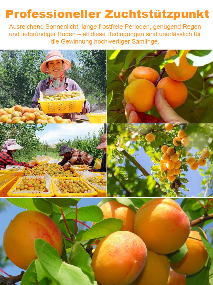 Kaiserliche gelbe Aprikose als Glücksbringer Leicht anzubauen, 99% Überlebensrate
