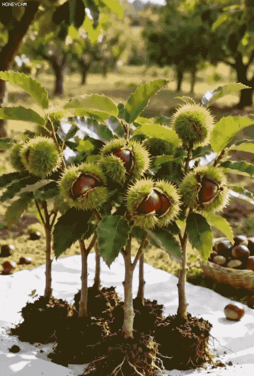 Honeycam 2025-11-18 11-05-36.gif