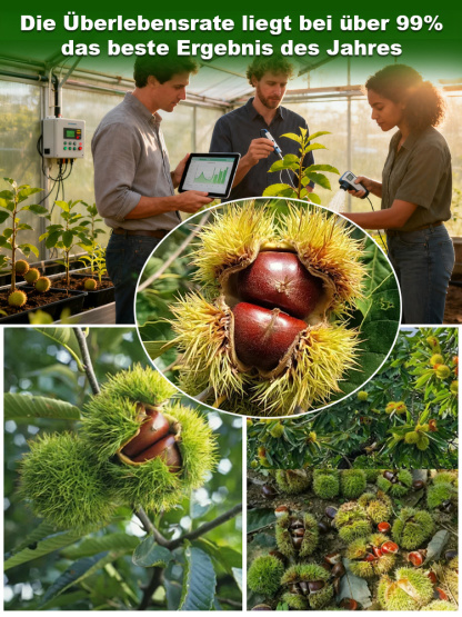 Da Hong Pao Kastanienbaumsetzling【Fruchtet bereits im zweiten Jahr!】