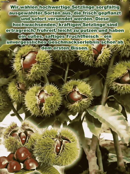 Da Hong Pao Kastanienbaumsetzling【Fruchtet bereits im zweiten Jahr!】