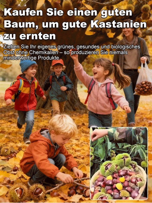 Da Hong Pao Kastanienbaumsetzling【Fruchtet bereits im zweiten Jahr!】