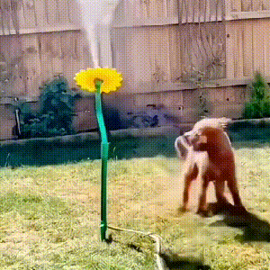 2025 Summer Must Have💠Dancing Daisy Garden Sprinkler