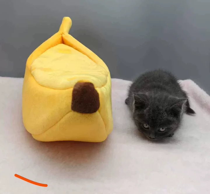 Banana Bed – Cozy & Fun for Your Pets