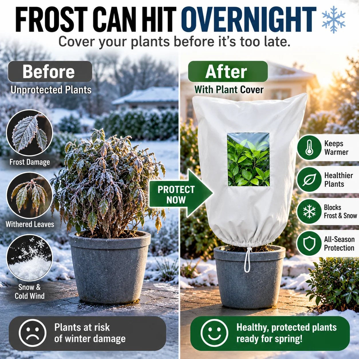 Plant covered before frost