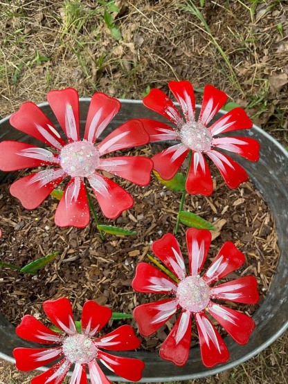 Dazzling Colorful COSMOS