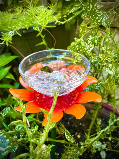 Insect drinking cup, glass flower vase, garden sculpture