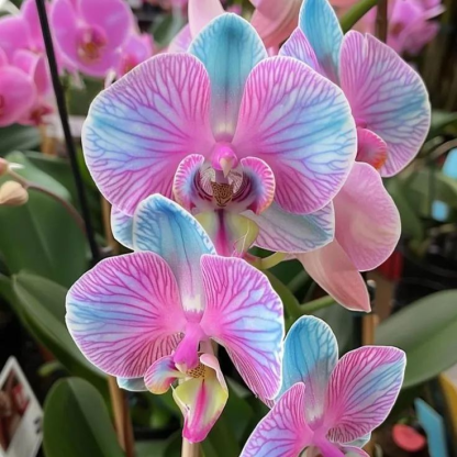 Exclusive Orchid Seeds (Phalaenopsis)🍃