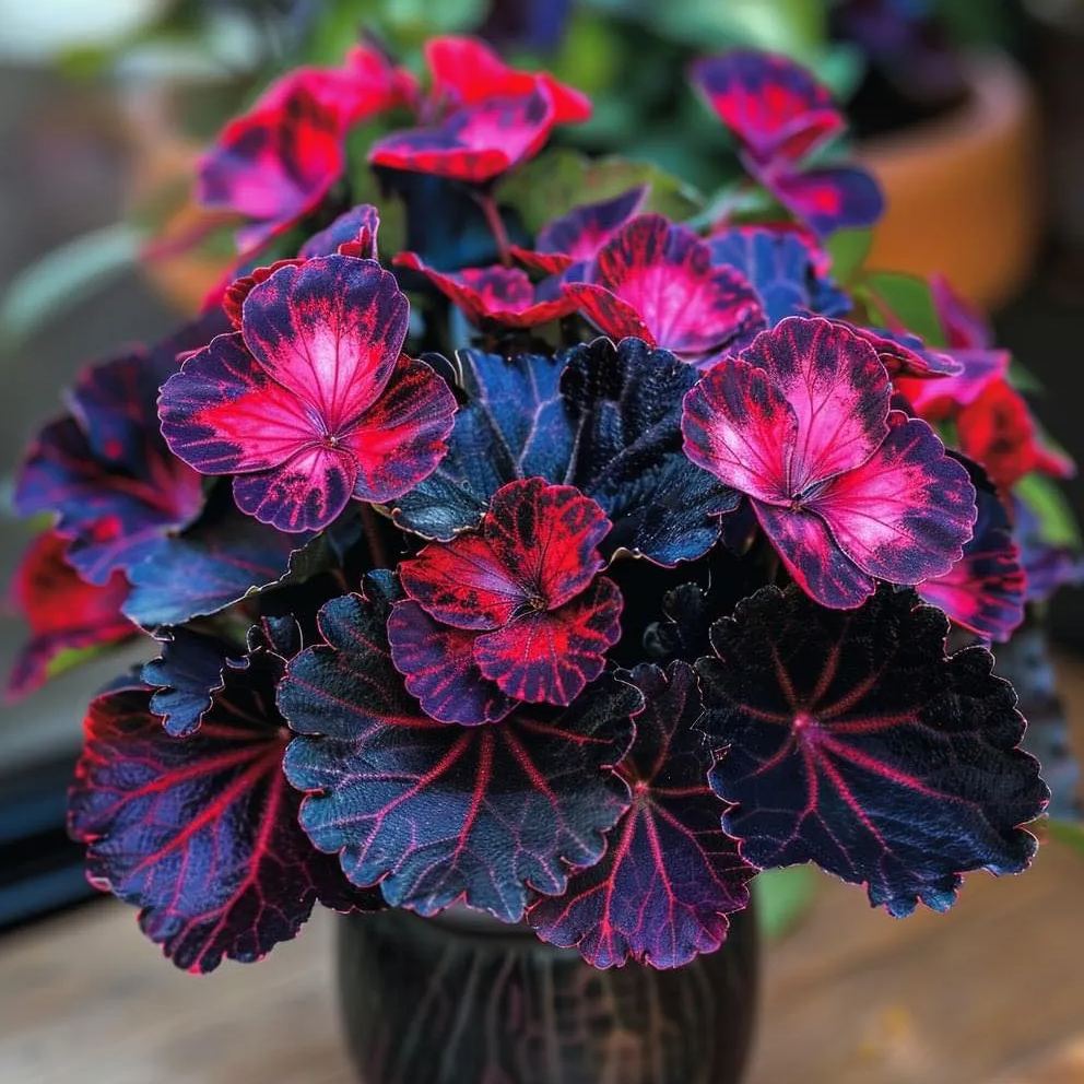 Painted Begonia 🫧☘️Pot Plant, Interior Design, Low Maintenance🍃🌺