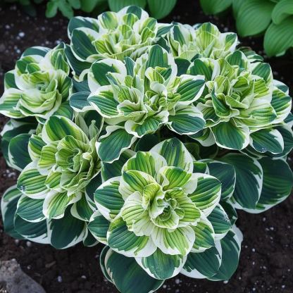 Painted Begonia 🫧☘️Pot Plant, Interior Design, Low Maintenance🍃🌺