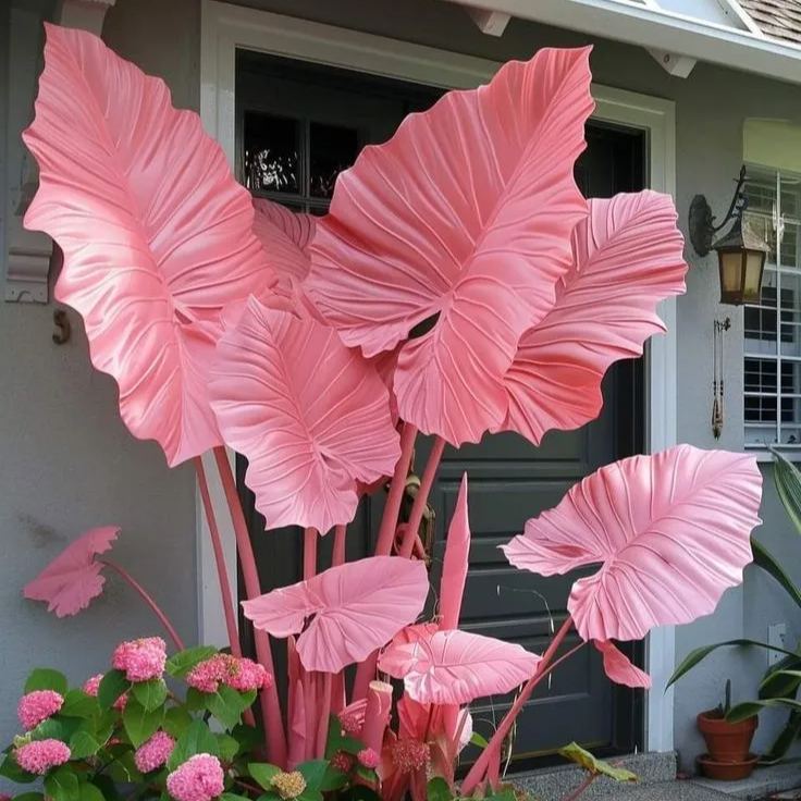 Giant Alocasia Bulbs: Transform Your Space with Tropical Majesty