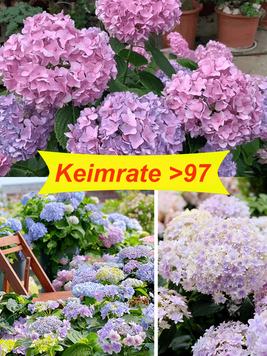 Die romantische Prachtblume Hydrangea🌱Auch Anfänger können garantiert Erfolg haben; Gartenneulinge können mit Zuversicht einkaufen