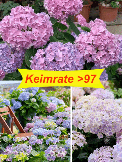 Die romantische Prachtblume Hydrangea🌱Auch Anfänger können garantiert Erfolg haben; Gartenneulinge können mit Zuversicht einkaufen