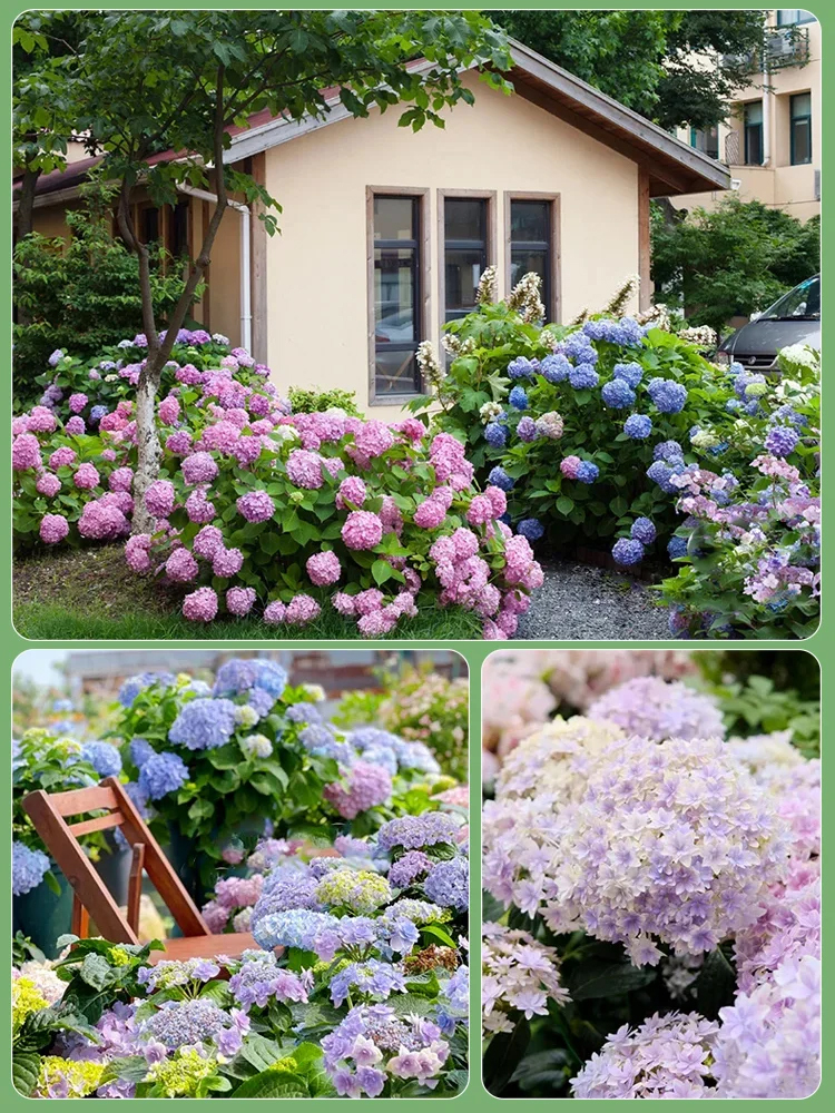 Die romantische Prachtblume Hydrangea🌱Auch Anfänger können garantiert Erfolg haben; Gartenneulinge können mit Zuversicht einkaufen