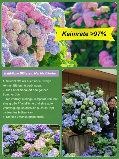 Die romantische Prachtblume Hydrangea🌱Auch Anfänger können garantiert Erfolg haben; Gartenneulinge können mit Zuversicht einkaufen
