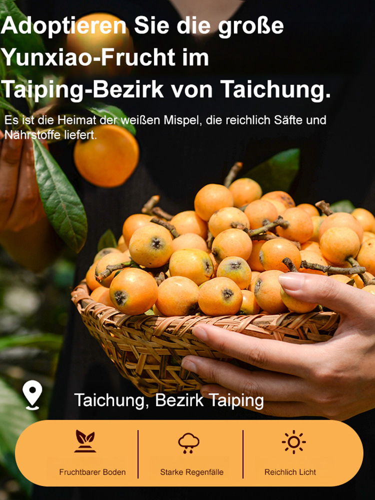 🌿Reines natürliches Yunxiao Bambussalz-Luo Han Guo Trockenfrucht, Lindert Beschwerden wie Stimmüberbeanspruchung und Halsschmerzen